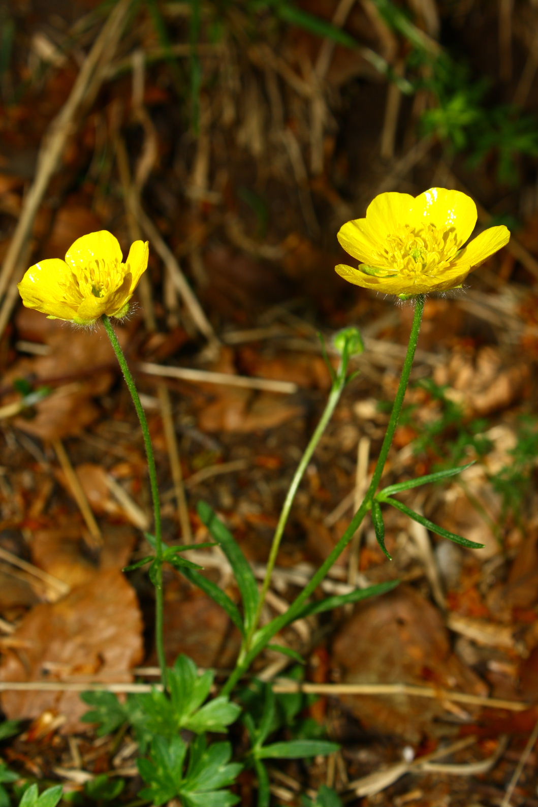 Ranunculus cfr. pollinensis